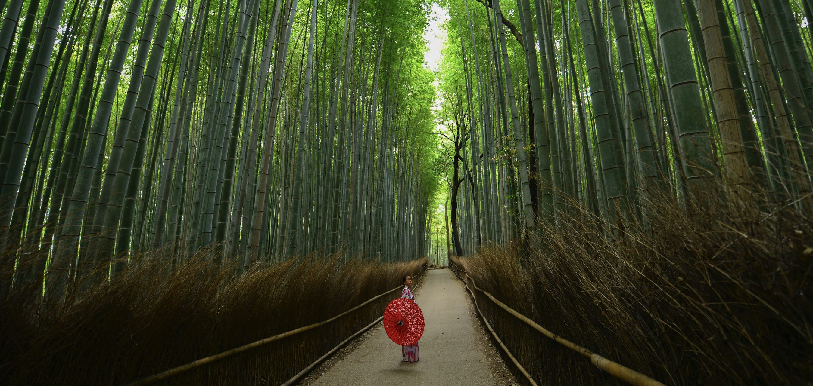 竹は草か木かどっち 知っておきたい竹の特徴と魅力を紹介 Woodyニュース