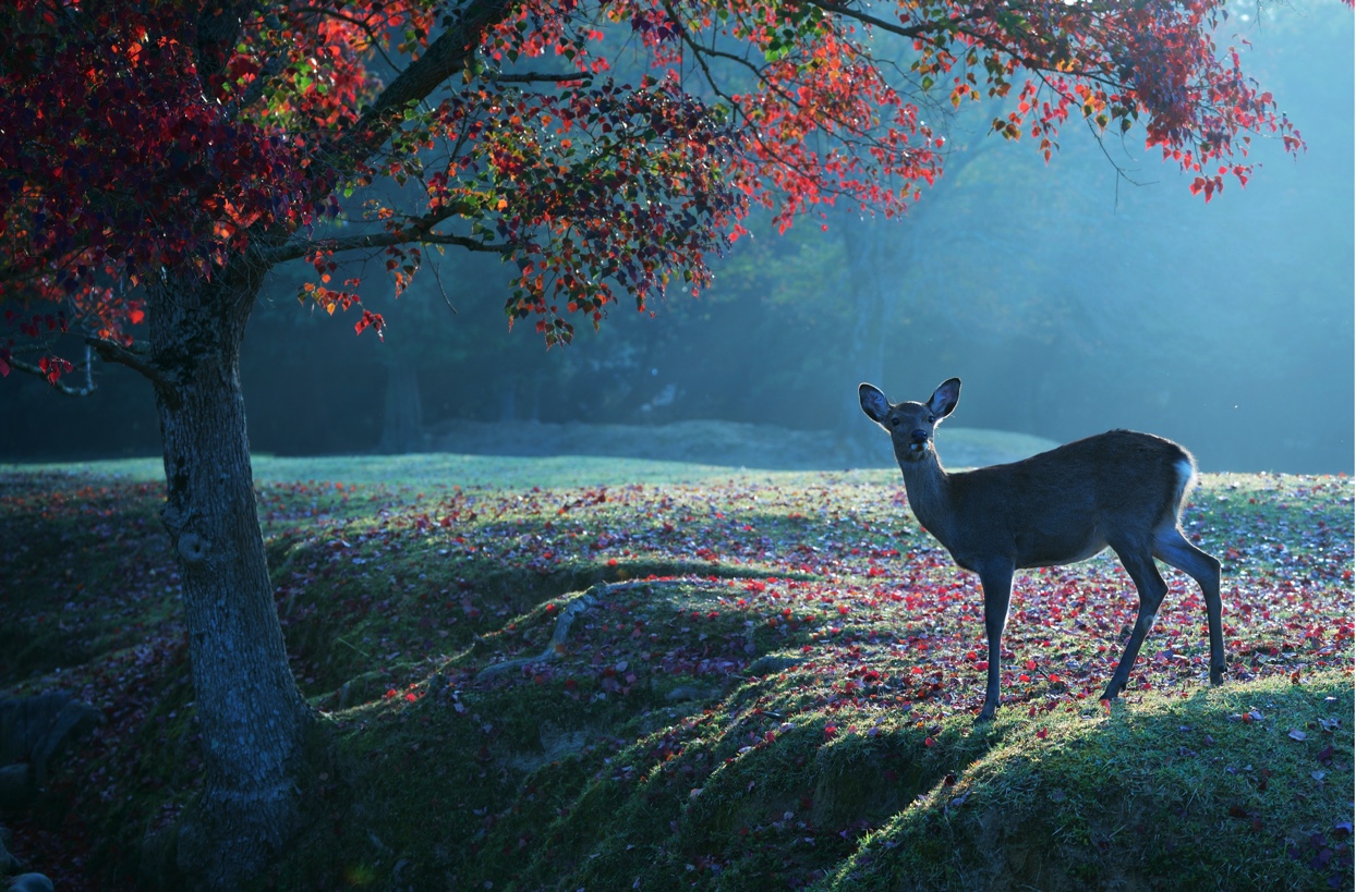 ナンキンハゼの紅葉名所は日本で奈良公園だけ そこには鹿との複雑な