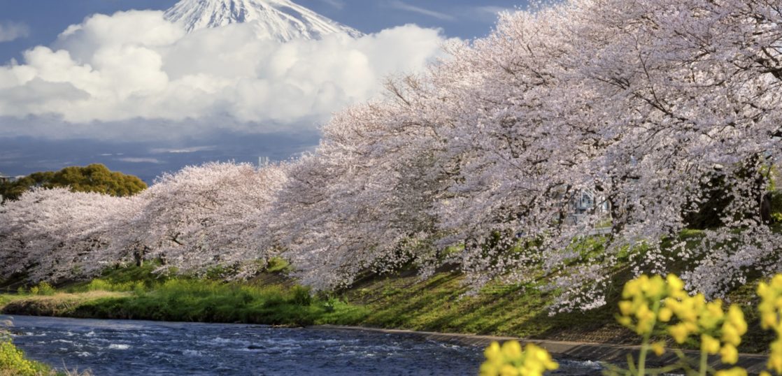 春の花見は桜より梅が人気だった 桜の歴史をまとめて紹介 Woodyニュース