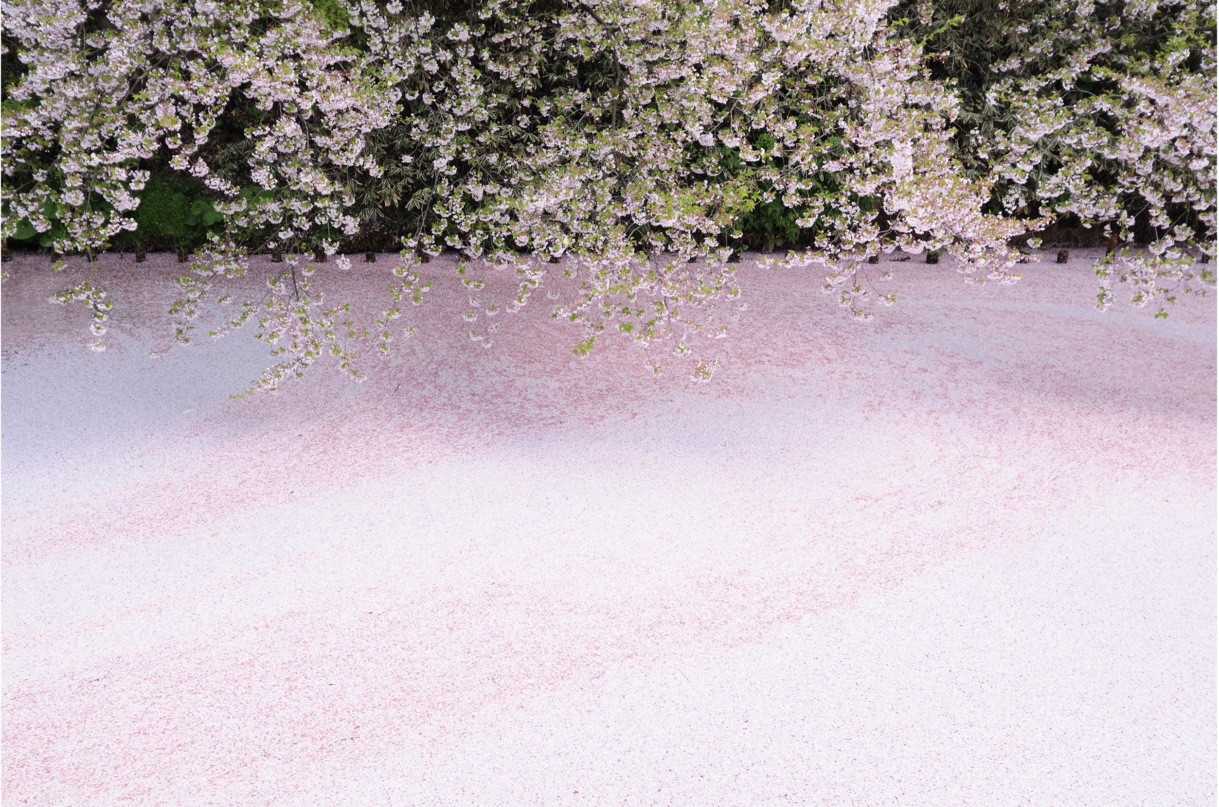 外国人が選ぶ 日本の桜名所 ３選 桜の花見に対する海外の印象とは Woodyニュース