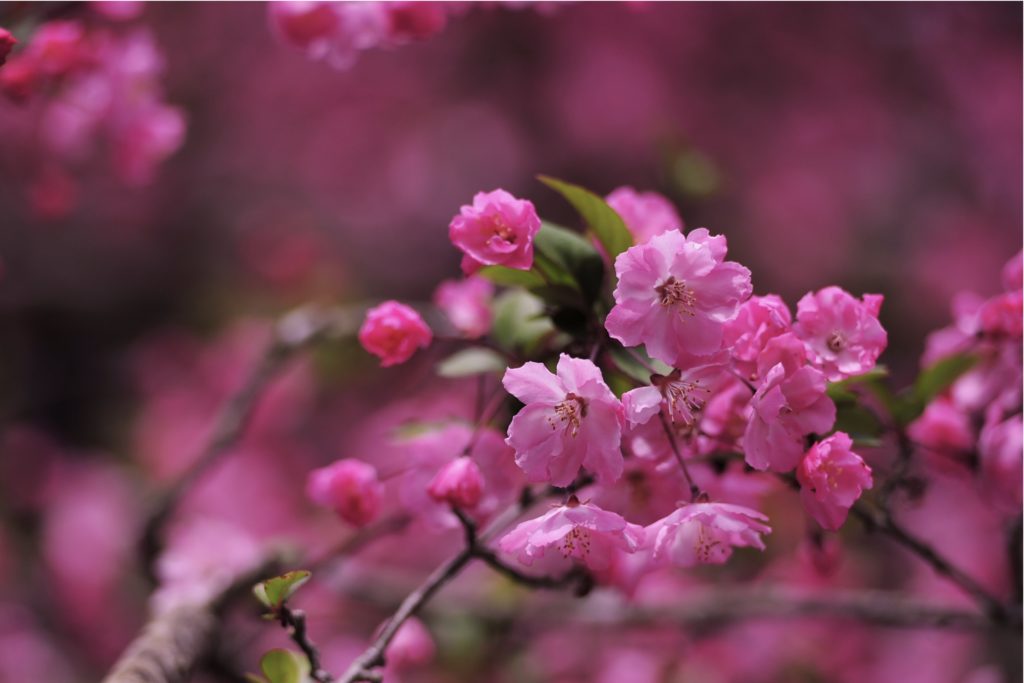 春の花木 バラ科 の特徴を紹介 ウメ ボケ ハナモモ カイドウを見分ける方法とは Woodyニュース