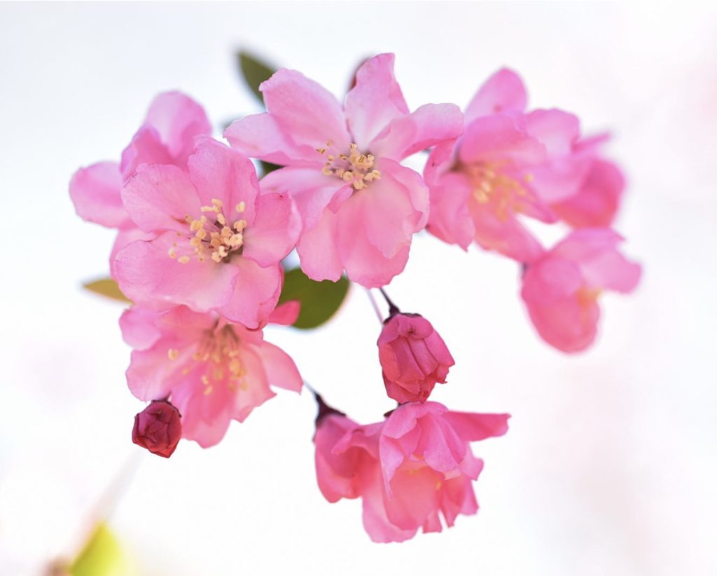 春の花木 バラ科 の特徴を紹介 ウメ ボケ ハナモモ カイドウを見分ける方法とは Woodyニュース