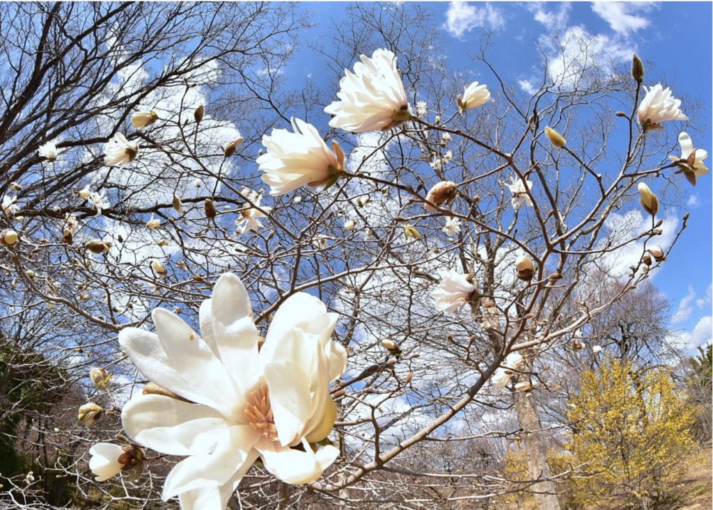 春の花木 モクレン科 の特徴を紹介 ハクモクレン コブシ タイサンボク ホオノキを見分ける方法とは Woodyニュース