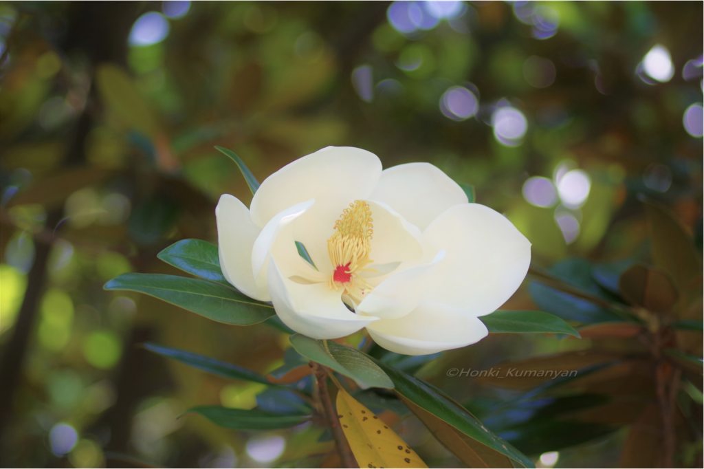 春の花木 モクレン科 の特徴を紹介 ハクモクレン コブシ タイサンボク ホオノキを見分ける方法とは Woodyニュース