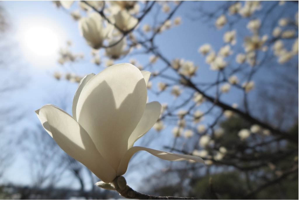 春の花木 モクレン科 の特徴を紹介 ハクモクレン コブシ タイサンボク ホオノキを見分ける方法とは Woodyニュース
