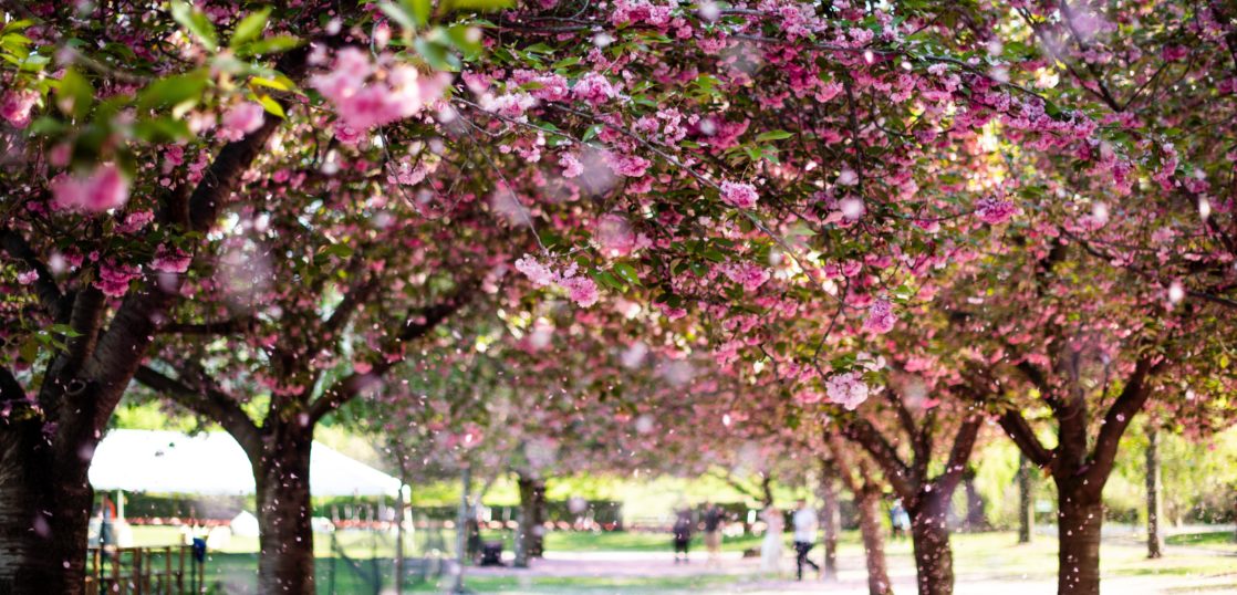 海外で桜の花見を楽しめる名所3選 桜の花見に対する外国人の反応とは Woodyニュース