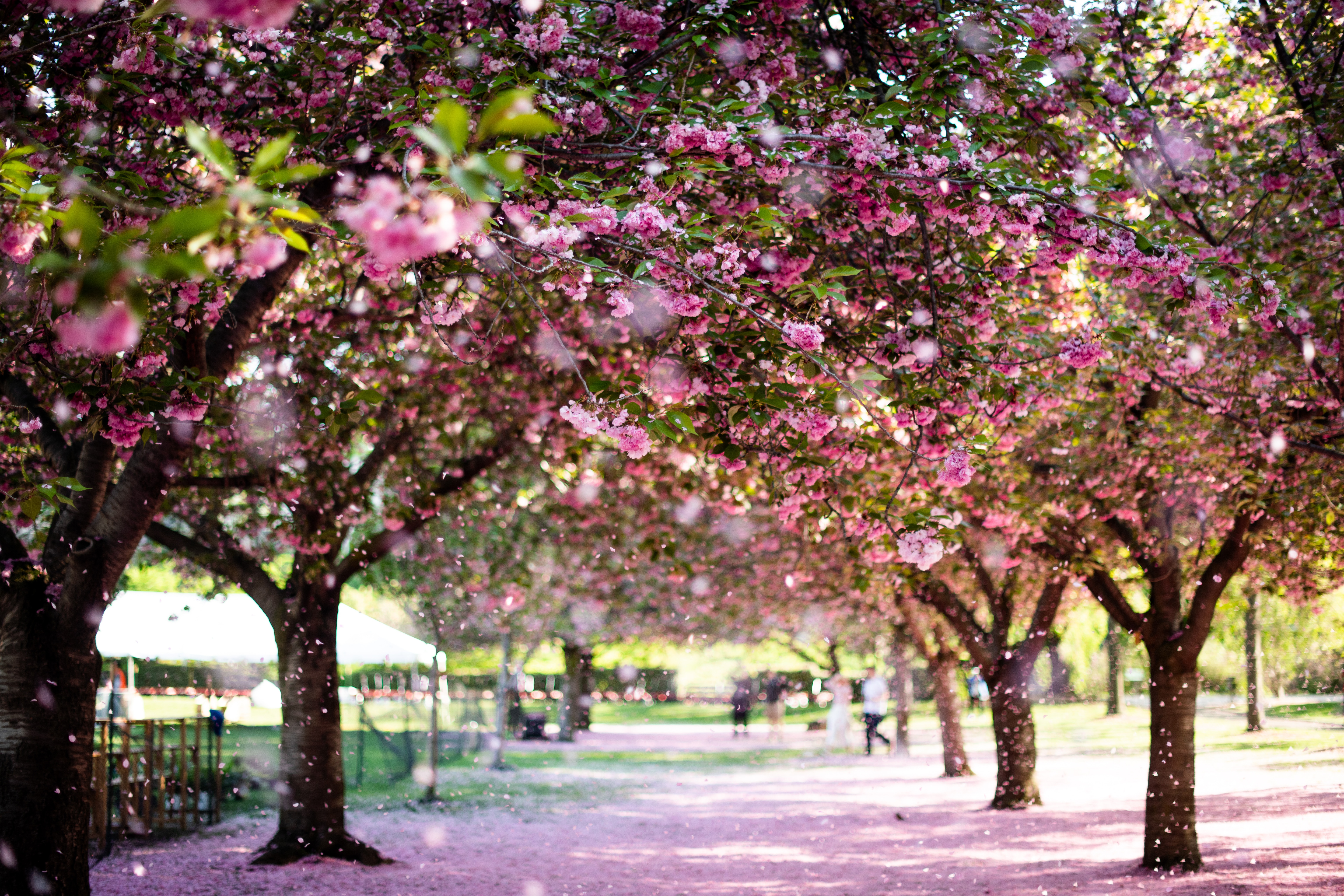 海外で桜の花見を楽しめる名所3選 桜の花見に対する外国人の反応とは Woodyニュース