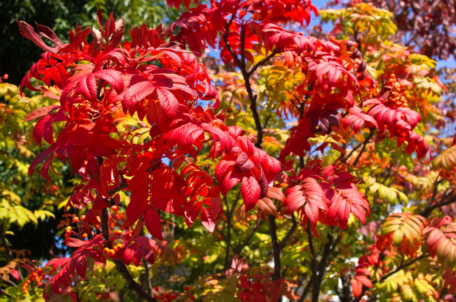 紅葉が美しい ナナカマド の 実 や 花木 の魅力を紹介 Woodyニュース