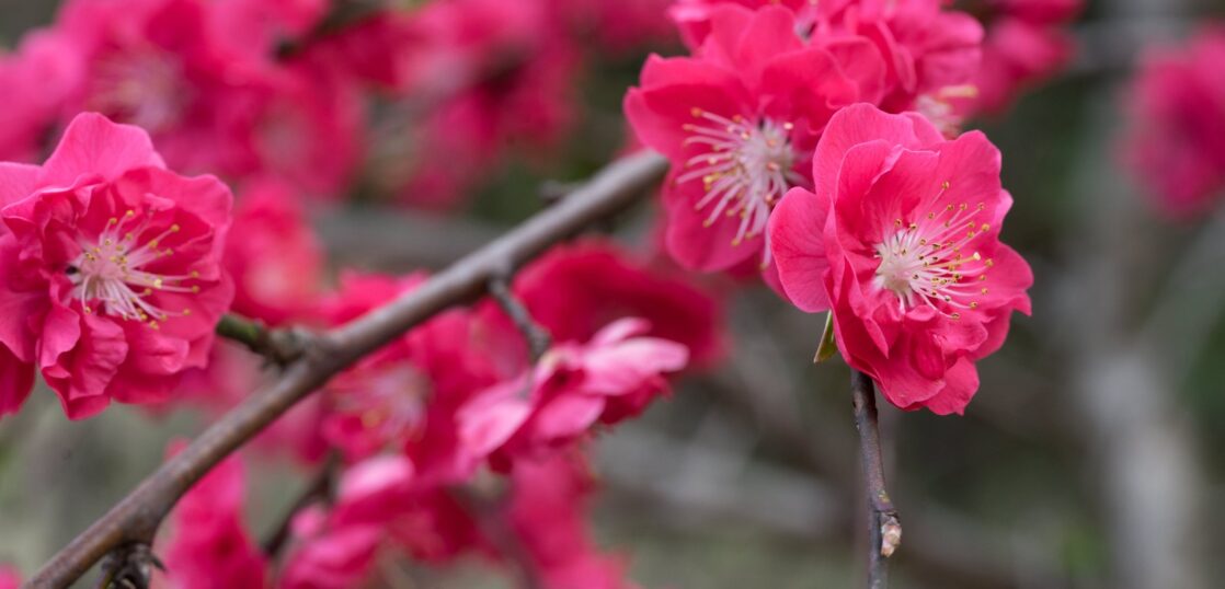 春の花木 バラ科 の特徴を紹介 ウメ ボケ ハナモモ カイドウを見分ける方法とは Woodyニュース