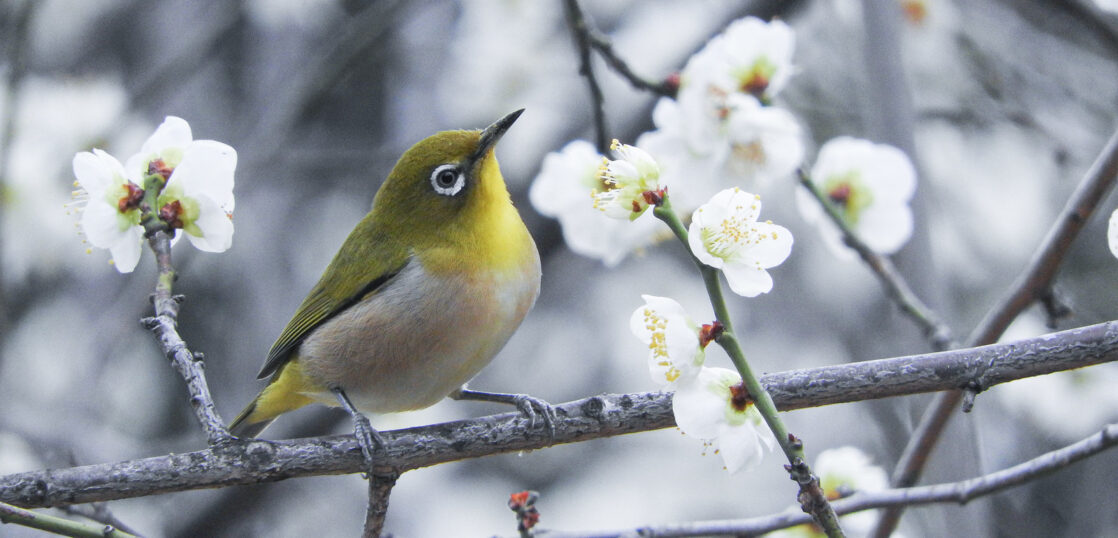 春の花見は桜より梅が人気だった 桜の歴史をまとめて紹介 Woodyニュース