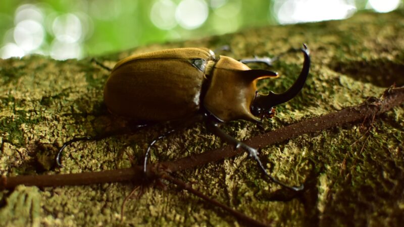 [まとめ] 雑木林の樹木の名前や見分け方を紹介！カブトムシやクワガタが集まる樹木と夜間に集まる理由とは！？